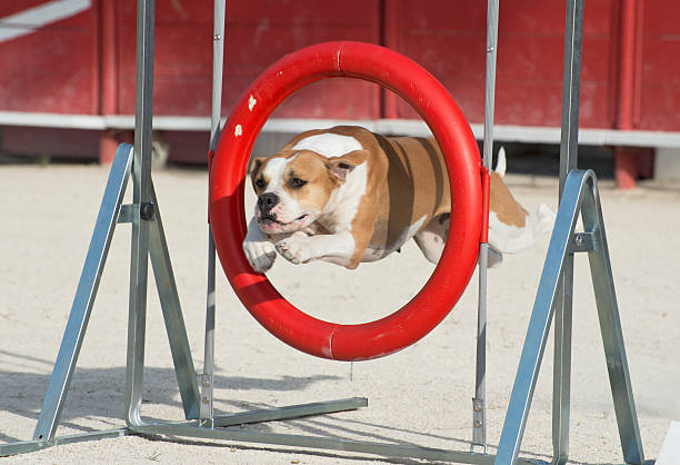 american bulldog in agility beautiful american bulldog jumping in a circle dog agility photos stock pictures, royalty-free photos & images