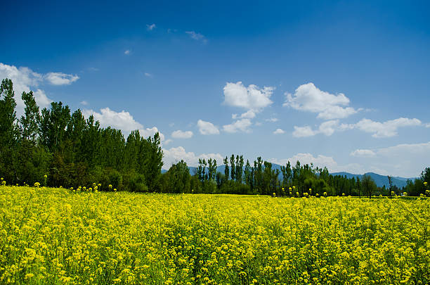istock beautiful view in the rural road 491992937