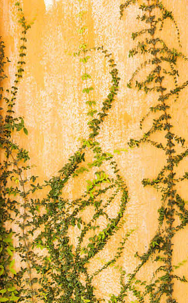 ivy on wall stock photo