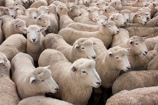 flock of sheep - schafpferch stock-fotos und bilder