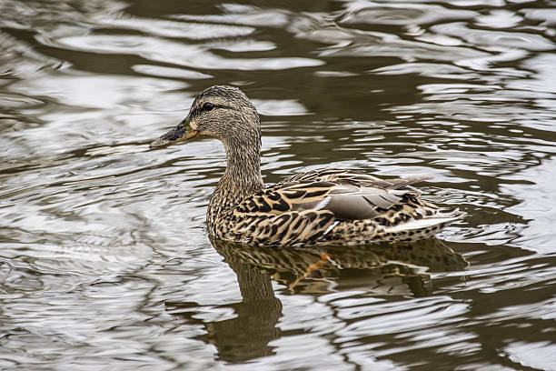 istock American Black Duck Swimming 491993447