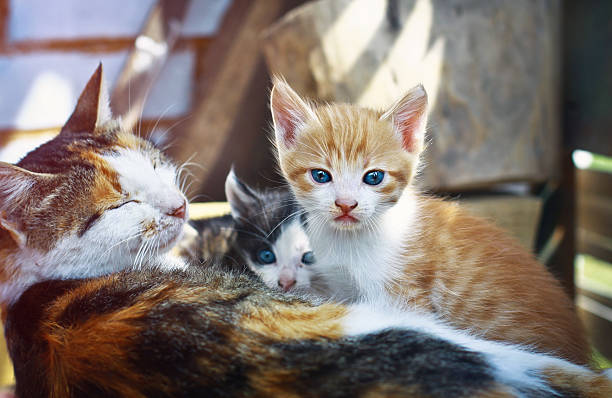 istock cat with a kitten. Cute little red baby kitten. pets plays 491993582