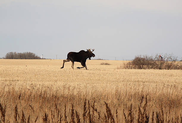 istock Male moose running through stubble field 491993821