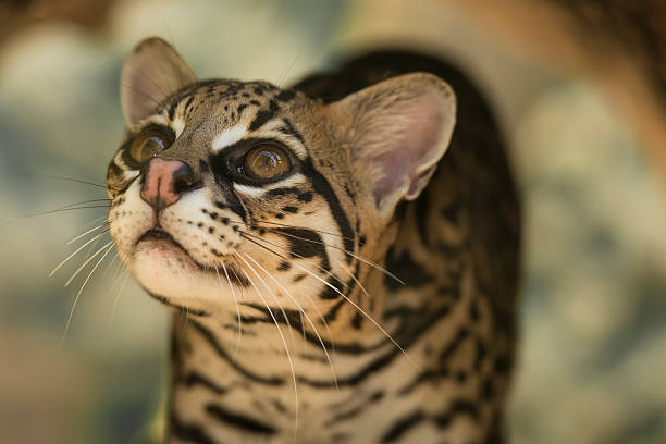 leopardus pardalis - dieren netvlies stockfoto's en -beelden