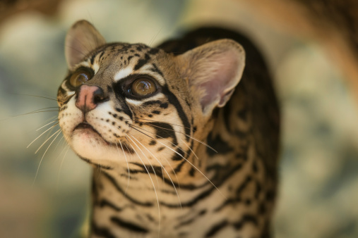 A young ocelot observing a prey