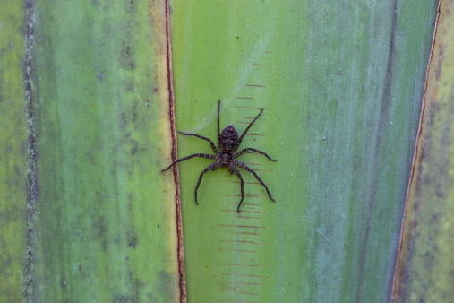 Closeup of a spider on the stem of a Traveler's Palm