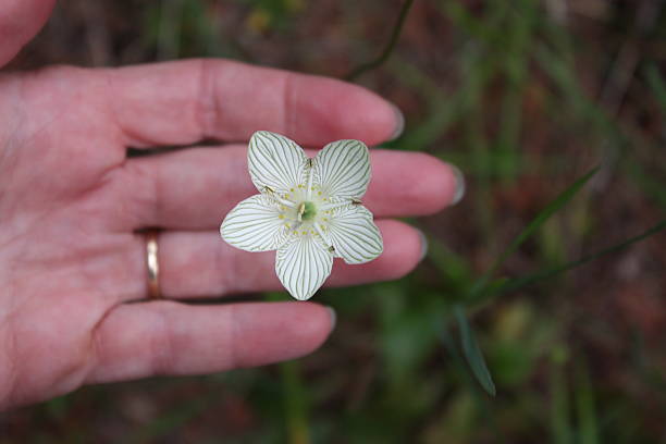 istock Parnassia - Georgian Bay, Ontario 491994253