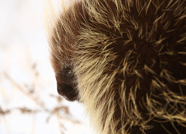 istock Closeup of a porcupine 491994719