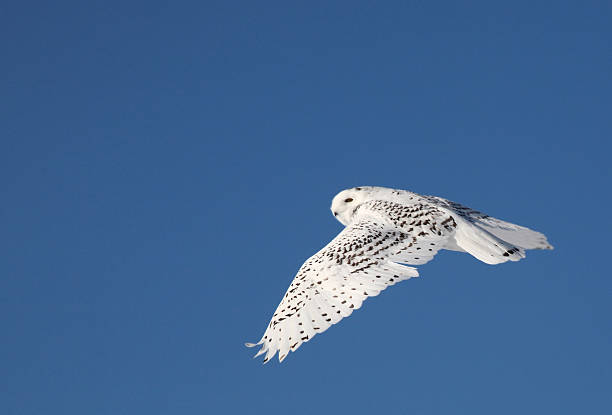 istock Female Snowy Owl in flight 491994893