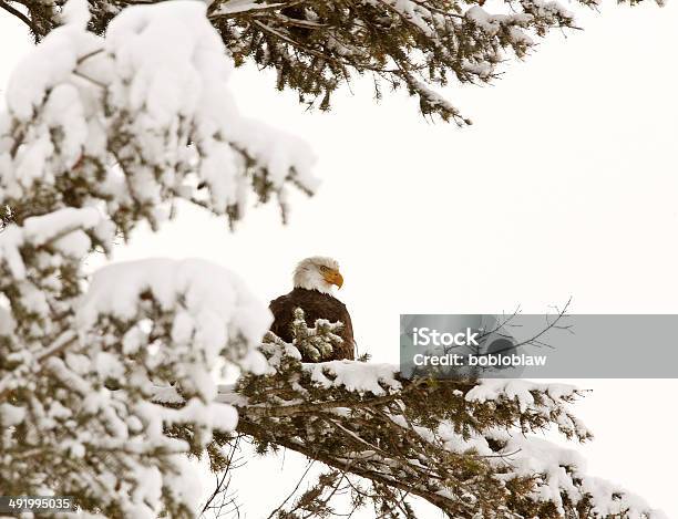 Bald Eagle Perched In Tree Stock Photo - Download Image Now - Adult, Alberta, Animal