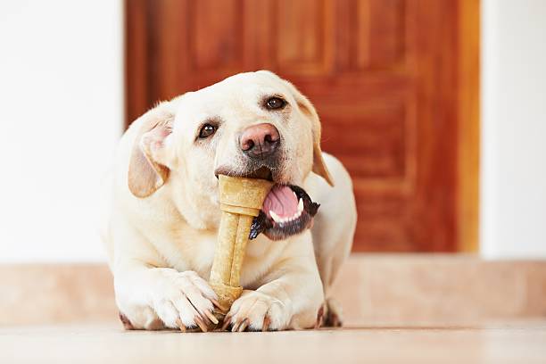 Dog with bone Labrador retriever with bone is waiting at home. dog bone photos stock pictures, royalty-free photos & images