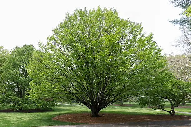 European Hornbeam tree
