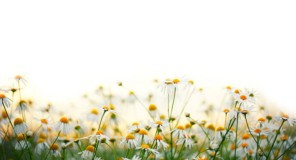 fiori margherita - chamomile flower field chamomile plant foto e immagini stock