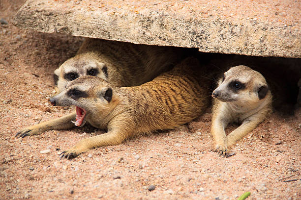 meerkats stock photo