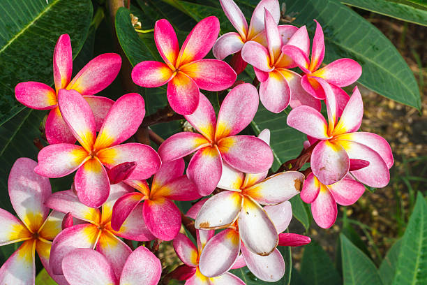 istock Plumeria flowers 492001034