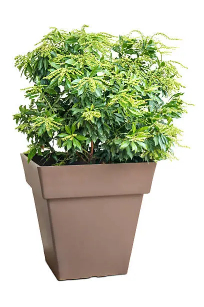 Vertical composition photography of Pieris Japonica plant (Andromede du Japon) green leaf and closed flower bud studio shot, isolated on white background in a brown plastic flower pot.