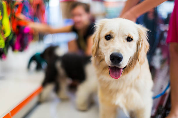 Cute Golden retriever pet store Cute Golden retriever in a pet store...Tibetan Terrier and her owner in the back buying pet collar pet shop photos stock pictures, royalty-free photos & images