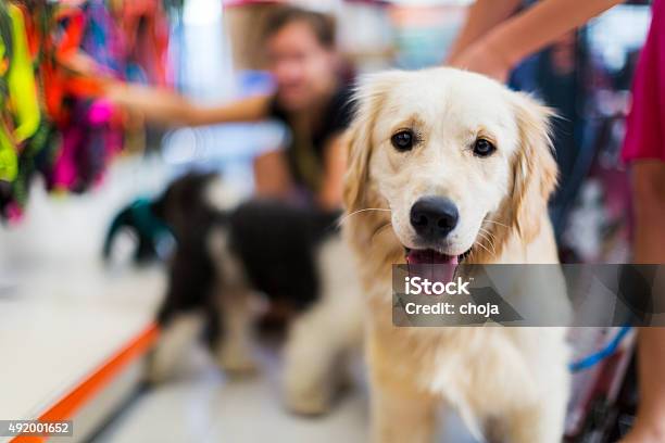 Cute Golden Retriever Pet Store Stock Photo - Download Image Now - Pet Shop, Dog, Store