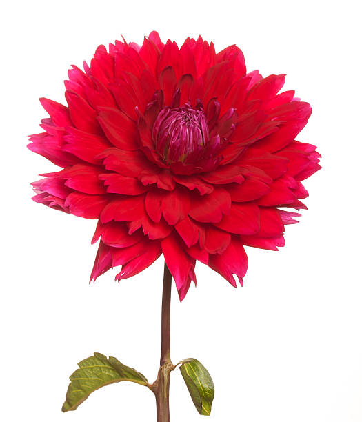 istock pink dahlia on a long stalk 492002366