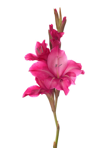 Pink gladiolus isolated on white background