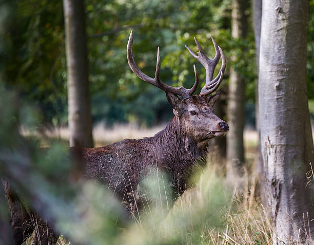istock Young red  deer buck in Dyrehaven, Copenhagen, Denmark 492003632