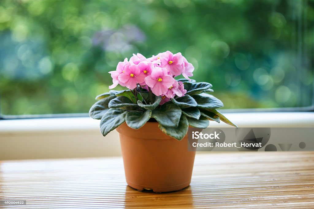 Pink violet flower in pot on green bokeh background African Violet Stock Photo