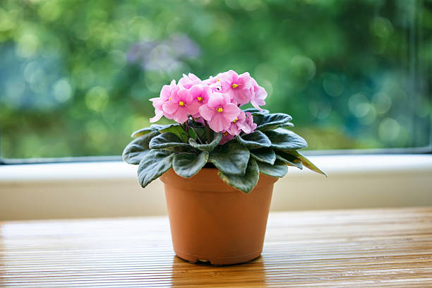 Pink violet flower in pot on green bokeh background Pink violet flower in pot on green bokeh background african violet stock pictures, royalty-free photos & images