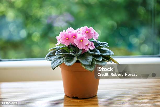 Pink Violet Flower In Pot On Green Bokeh Background Stock Photo - Download Image Now