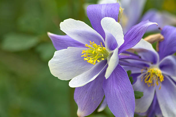 istock Beautiful Columbine Flower 492005052