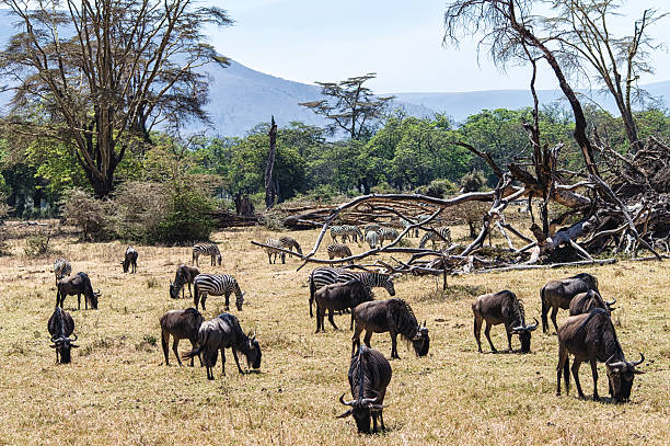 istock Wildebeest and Zebras Grazing 492005932