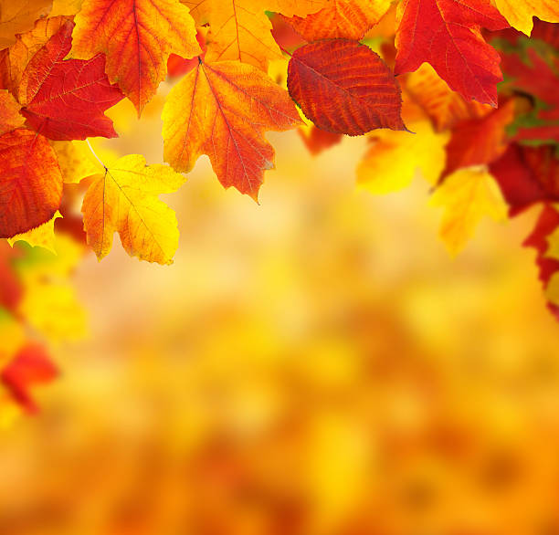 istock branch with autumn leaves 492006846