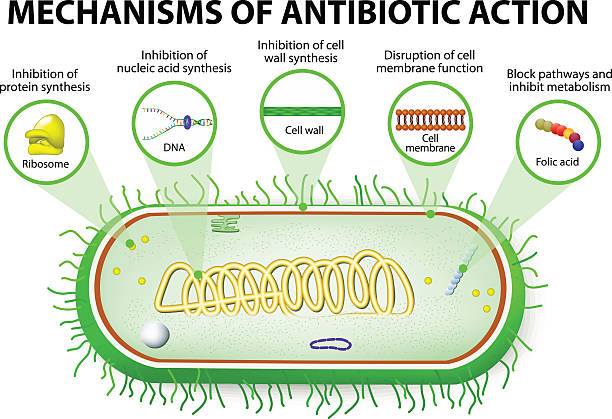 Mechanisms of Action of Antimicrobials antibiotic. Mechanisms of action of antimicrobials medical transcription stock illustrations