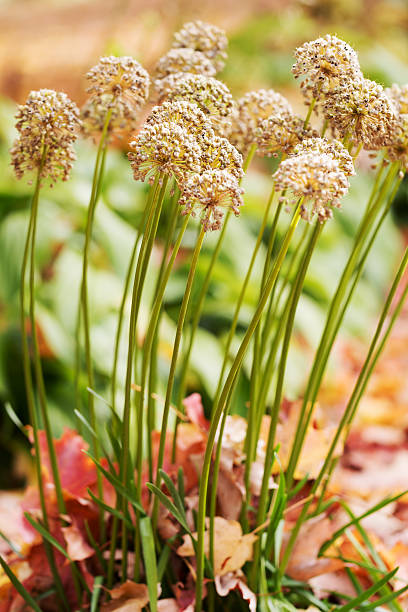 istock Allium, Onion Flowers in Autumn 492008946