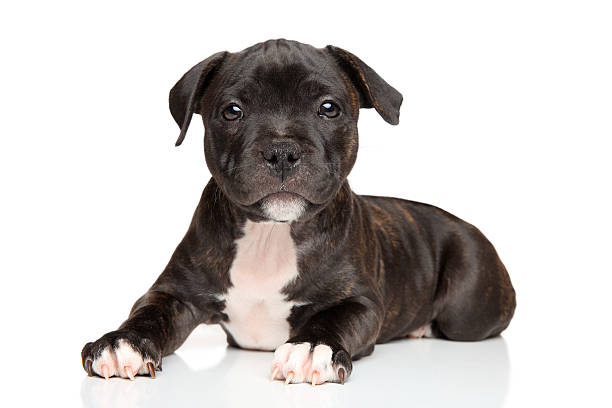 istock Staffordshire bull terrier puppy 492009408