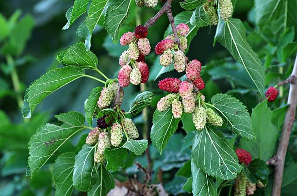 bunte mulberry in diyarbakir - mulberry bush stock-fotos und bilder