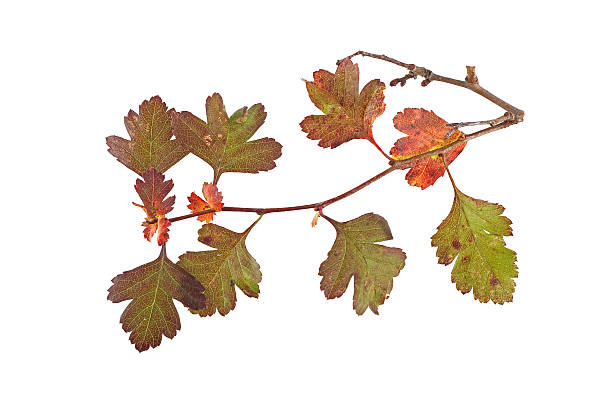 Autumn leaves on a white background. stock photo
