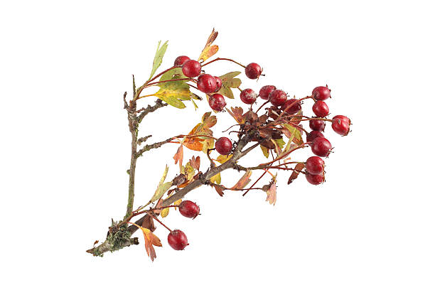 istock Hawthorn seeds and leaves. 492010210