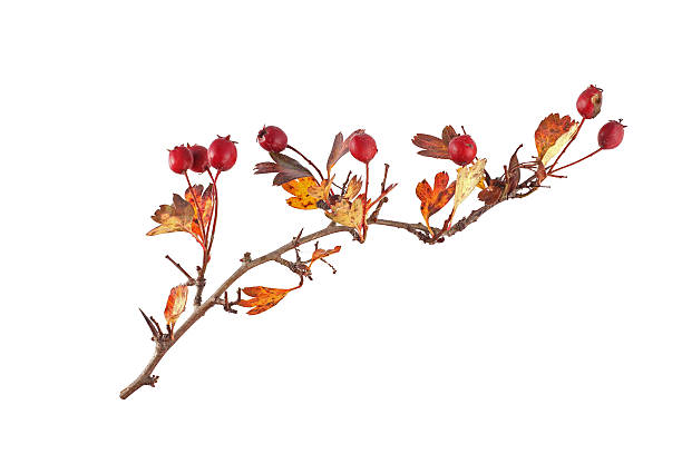 Hawthorn seeds and leaves. stock photo