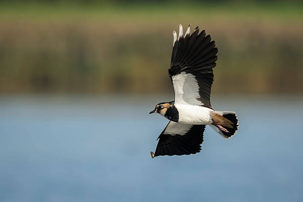 istock Northern Lapwing, Vanellus vanellus, in flight 492010344