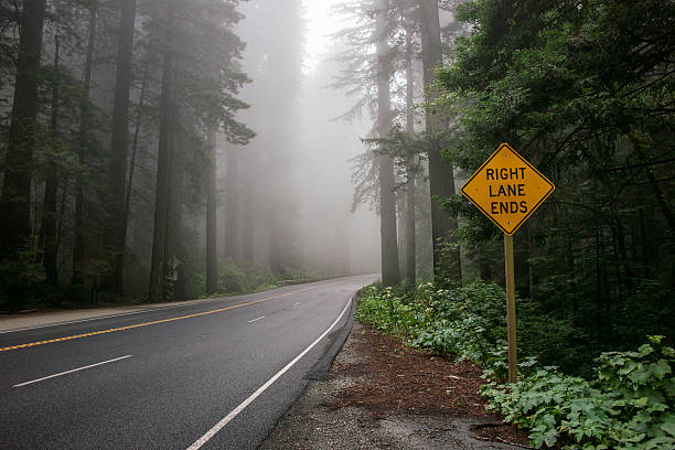 istock Mist in the Redwood Forest 492010532