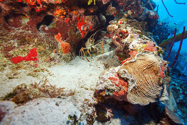 Animals living in the underwater world at the zoo.