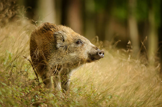 베이비 멧돼지 in 걸리죠 옐로우 잔디 스니핑이 측면 - domestic pig animals in the wild wild boar hunting 뉴스 사진 이미지