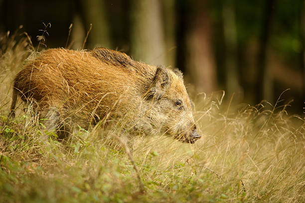 멧돼지 in 걸리죠 옐로우 잔디 - domestic pig animals in the wild wild boar hunting 뉴스 사진 이미지