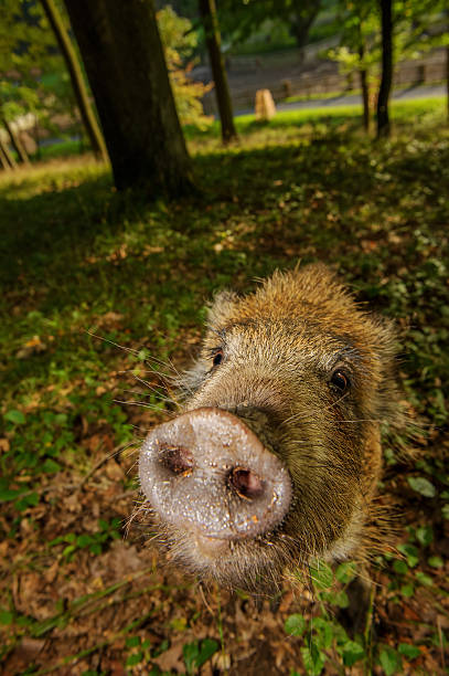 스니핑이 멧돼지 주둥이 메트로폴리스 클로즈업 in 색상화 임산 - domestic pig animals in the wild wild boar hunting 뉴스 사진 이미지