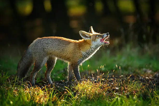 Photo of Red fox with open mouth and lick it self