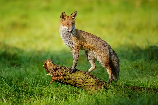 Red fox standing on tree trunk