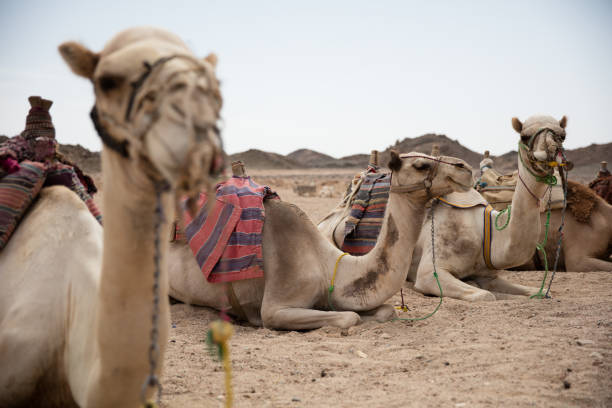 istock Camel in desert lanscape sunny Day 492013464