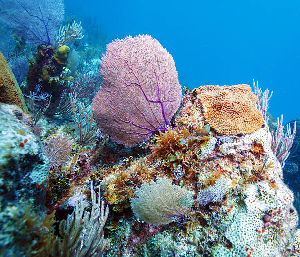 istock Coral reef near Cayo Largo, Cuba 492013486