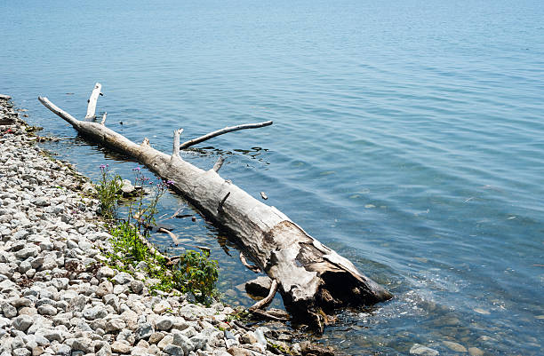 Large dry driftwood log at rocky shore, in shallow water receding into copy space.