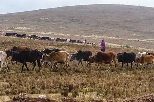 Masai herding cattle in the late afternoon